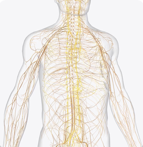 An image of the human nervous system