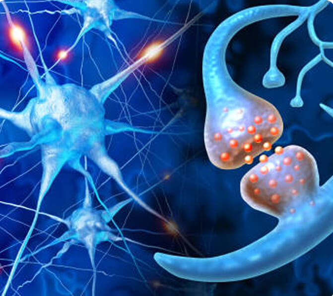 An illustration of braincell synapsis